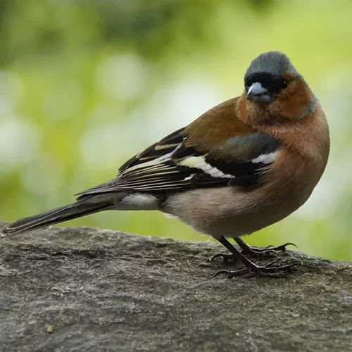 vink op steen