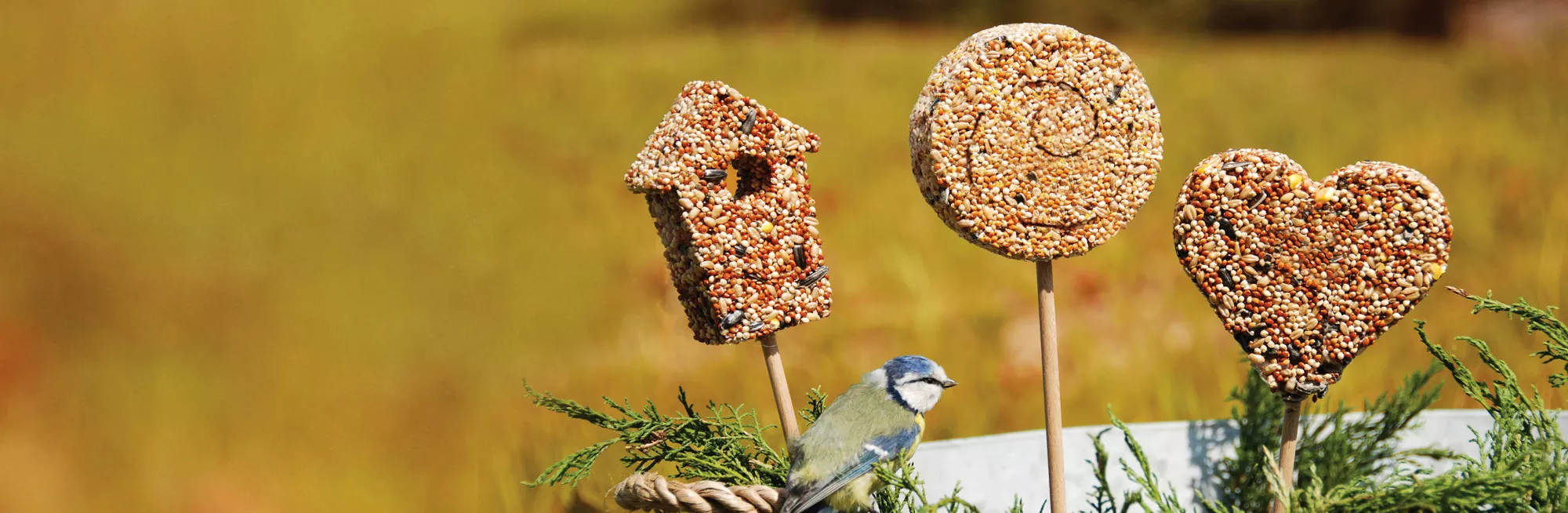 Bijna dood Maken voedsel Vogelvoer voor vogels kopen? (TIP! ) | Dé specialist in Vogelvoer