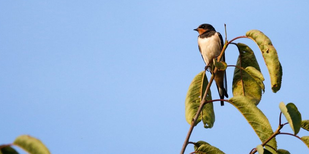 Even voorstellen: de zwaluwen! | Vogelhuisjes.nl - Vogelhuisjes Specialist