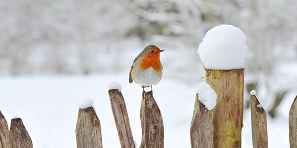winter vogels