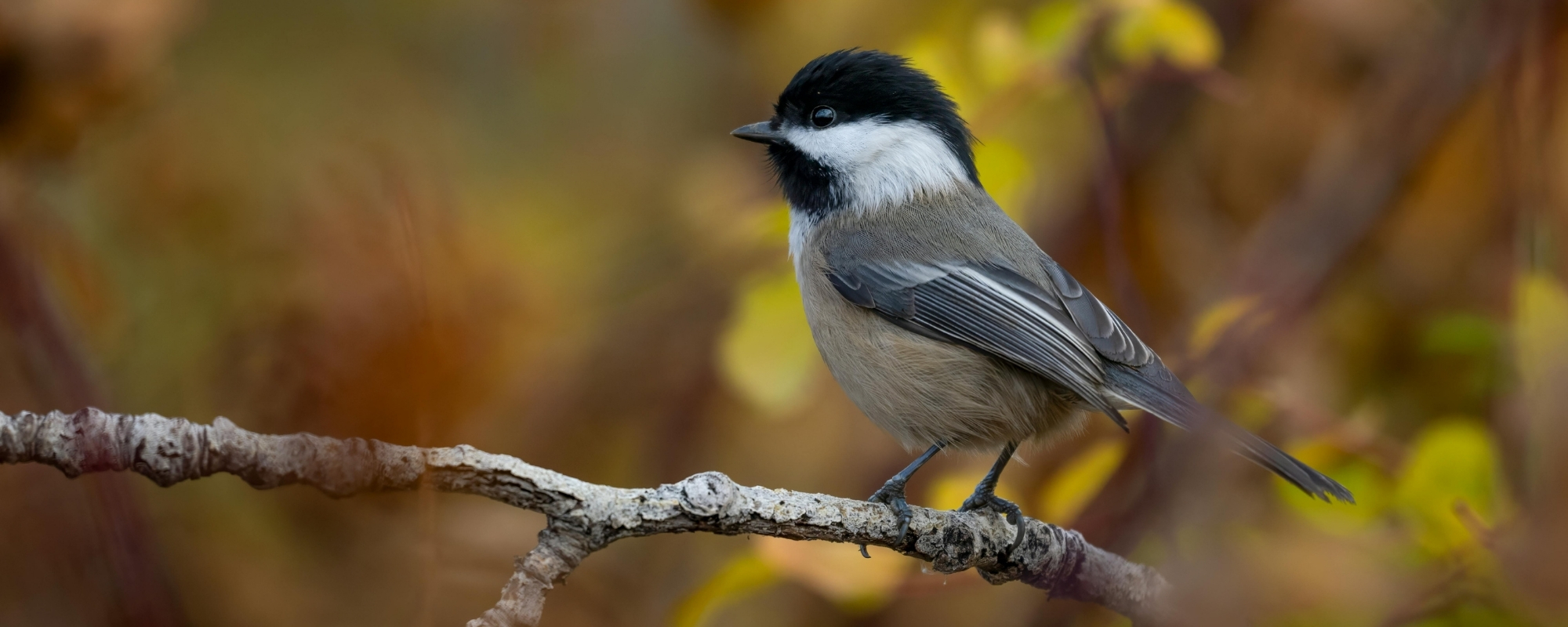 vogelhuisjes black friday banner