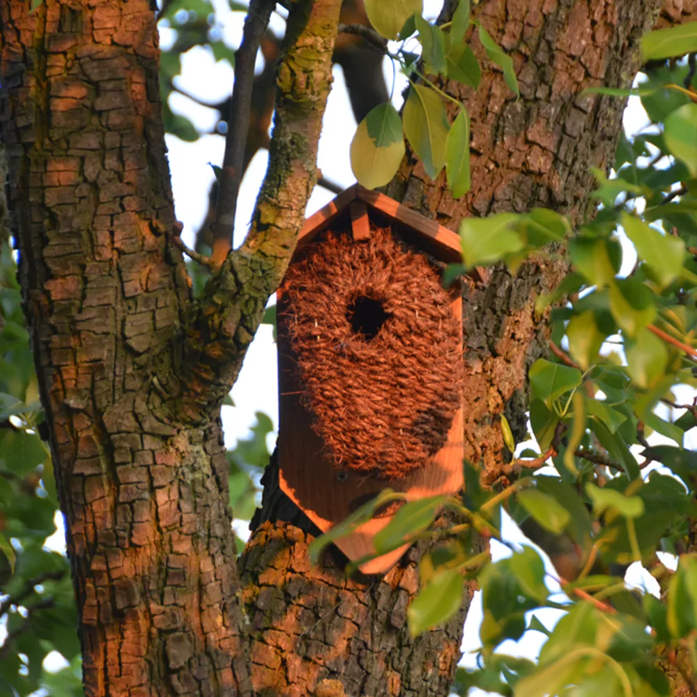 nestbuidel in boom