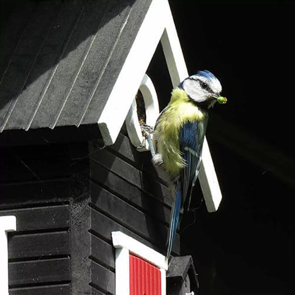 zwart vogelkastje met pimpelmees