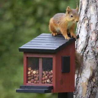 Eekhoornhuisje Luxe Rood