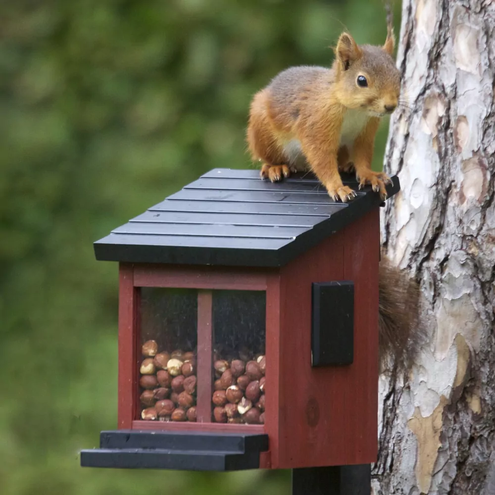 Eekhoornhuisje Luxe Rood