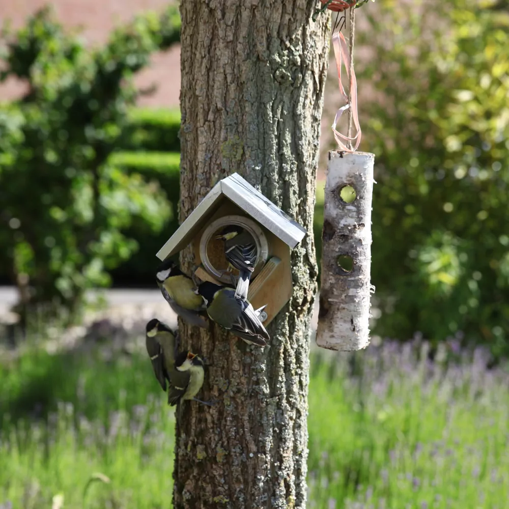 Pindakaashuisje aan boom met 4 koolmezen