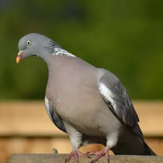 De Houtduif