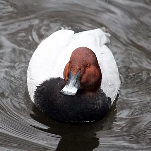 tafeleend in het water