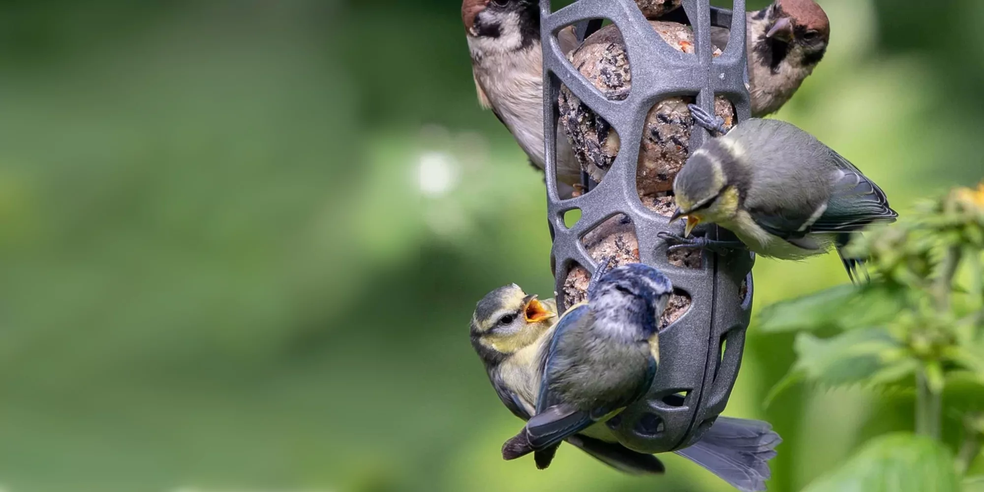 vogeltjes hangen aan voedersilo gevuld met vetbollen