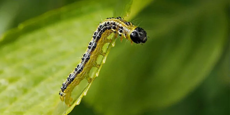 rups op blad
