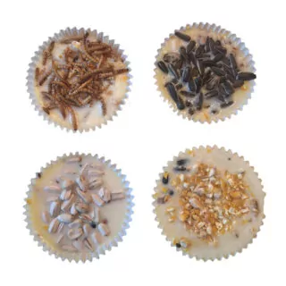 Vogelcupcakes